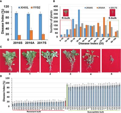 Whole genome resequencing identifies candidate genes and allelic diagnostic markers for resistance to Ralstonia solanacearum infection in cultivated peanut (Arachis hypogaea L.)